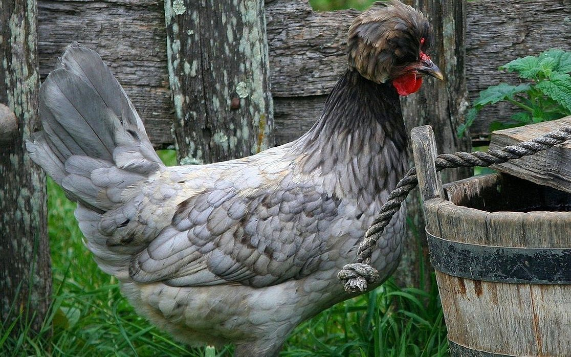 Bir tabakta, sıcak yumurtalar ve ekmek